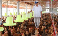 Hơn 100.000 con gia cầm bị tiêu hủy do dịch cúm A/H5N6, H5N1