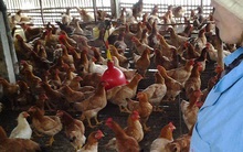 Giá gà tăng gấp đôi, người chăn nuôi vẫn than lỗ