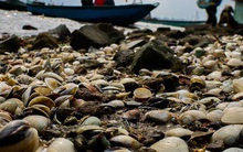 Ảnh: Hàng tấn ngao chết trắng bờ biển, người nông dân Hà Tĩnh rơi vào cảnh khốn khổ