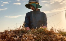 Vì sao 'Vàng trắng' Lý Sơn rớt giá thê thảm?