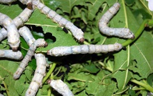 Ngành dâu tơ tằm kêu cứu do dịch Covid-19