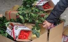 Hoa hồng Đà Lạt 8/3 nơi rẻ như cho, nơi bán đắt gấp 6-7 lần