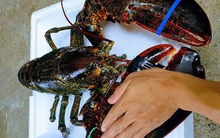 Nhà hàng hạ giá tôm hùm xanh 169.000 đồng/con, tôm Alaska giảm "sốc" 700.000 đồng/kg