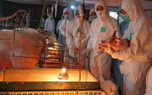 Yêu cầu các doanh nghiệp lớn hạ giá heo