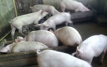 Dịch tả lợn Châu Phi đang "chạm đáy"