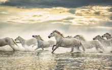 Lao đầu đi tìm ngựa quý, chàng trai nhận được lời khuyên bất ngờ của vị cao niên, hội công sở nịnh nọt nghe xong cũng tỉnh ngộ