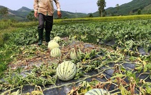 Bi đát cảnh dưa hấu chín rục ngoài đồng, cho không ai lấy