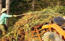 Nông dân Đà Lạt xót xa nhổ bỏ cả cánh đồng hoa cúc vì bán chẳng ai mua