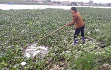 Cá chết trắng trên sông Cầu: Dân mất tiền tỷ