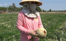 Clip: Dưa lưới giảm giá mạnh, nông dân như ngồi trên lửa