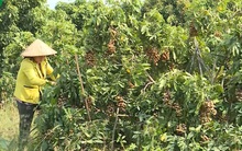 Lãi hơn tỷ đồng mỗi năm nhờ trồng nhãn trên đất cằn