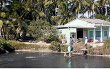 Người nuôi cá lóc điêu đứng vì hạn mặn