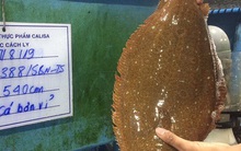 Nhiều loại tôm, cua, ốc giảm giá mạnh vì sức mua thấp