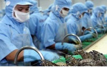 Giữa dịch Covid-19, doanh nghiệp lo thiếu tôm xuất khẩu