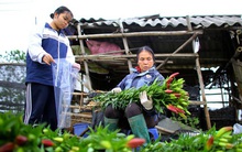 “Thủ phủ” hoa tại Hà Nội nở rộ giữa dịch COVID-19: Tưởng thắng vụ mà thành bại, hoa cười nhưng người khóc