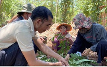 Kiếm tiền triệu mỗi ngày nhờ đặc sản “tôm rừng” Tây Nguyên