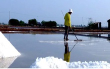 Nắng hạn kéo dài, người làm muối Bạc Liêu trúng mùa