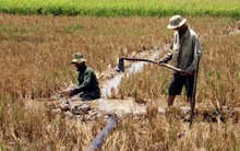 Chính phủ hỗ trợ 530 tỷ đồng cho 8 tỉnh đồng bằng sông Cửu Long