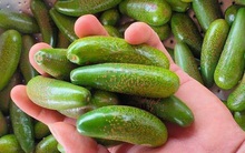 Hiếu kỳ đổ xô mua bơ không hạt mini, nhiều người bị "hớ"