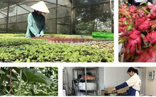 Thúc đẩy thương mại nông sản Việt – Trung trong bối cảnh dịch Covid-19