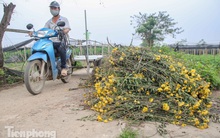 Không có nơi tiêu thụ, người nông dân khóc ròng, cắt hoa vứt đầy đường