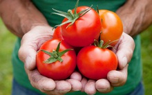 Bí mật ngàn năm của Đông y: Cách chọn thực phẩm theo màu sắc để ăn đúng thứ cơ thể cần nhất