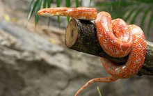 Bò theo cách ngược đời, đuôi đi trước đầu theo sau, con rắn gặp kết cục đủ đau để cảnh tỉnh nhiều người