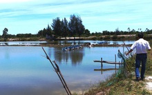 Ế như... tôm tươi