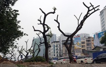 Chặt hạ hàng sưa đỏ quý để làm cầu vượt khiến người dân tiếc nuối