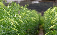 Hoa tháng 4 đẹp rực rỡ mà giá quá rẻ vì đại dịch Covid-19