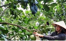 Bưởi da xanh rớt giá sâu, người trồng thiệt hại hàng tỷ đồng