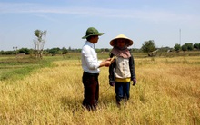 Nắng hạn chạm đỉnh, hơn 10 nghìn hecta cây trồng nguy cơ ‘chết khát’