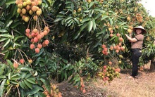Chuẩn bị kịch bản tiêu thụ vải thiều