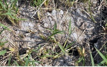 Quảng Ngãi: Xâm nhập mặn đến sớm hơn các năm trước