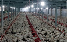 Giá gà tăng, người chăn nuôi vẫn lỗ