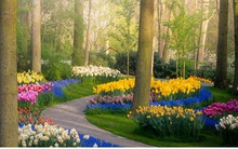 Thiên đường hoa đẹp nhất thế giới không bóng người vì dịch Covid-19