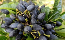 Có loại quả trông đen nhẻm, xấu xí nhưng ai biết cũng muốn mua ngay: Ăn 1 lần là "nhớ suốt đời", trị được 15 loại bệnh vô cùng thần kỳ