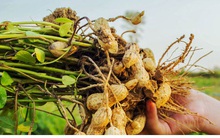 Thu hoạch lạc sớm, nông dân Hà Tĩnh phấn khởi vì được giá