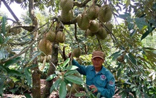 Đắk Lắk: Đa canh cây trồng trong vườn cà phê thích ứng với biến đổi khí hậu