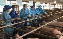 Cuối năm nay, sản lượng thịt heo sẽ cao kỷ lục