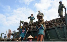 Người trồng mía Sơn La được đảm bảo thu nhập