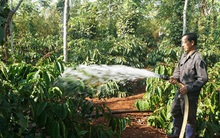 Giá tìm đáy 10 năm, cà phê khó chồng thêm khó