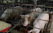 Giá lợn tăng, lợn giống khan hiếm nông dân khó tái đàn