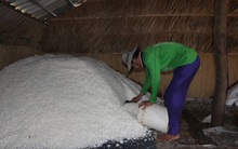 Nắng hạn gay gắt, diêm dân Bến Tre trúng mùa muối