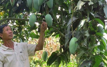 Phập phù cây ăn trái ngoại