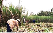 ATIGA và Covid-19 khiến ngành mía đường chồng chất khó khăn