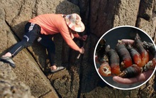 Nghề đánh bắt “ngón tay quỷ”: Công việc không dành cho người yếu tim, để có được món hải sản quý giá bậc nhất phải mạo hiểm cả tính mạng