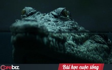 Cuộc đi săn mồi của cá sấu và bài học khởi nghiệp: Dùng "thuật" ẩn mình để tìm thị trường ngách, tấn công chớp nhoáng chinh phục thị trường