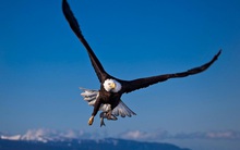 Cuộc chinh phạt trời xanh ngàn dặm luôn bắt đầu từ những cái đập cánh đầu tiên: Người trẻ chỉ mơ to mộng lớn, không biết cúi đầu nhìn xuống, e rằng việc nhỏ cũng không thành!