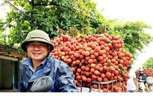 Nông dân trồng vải mong chờ ngày xuất khẩu sang Nhật Bản